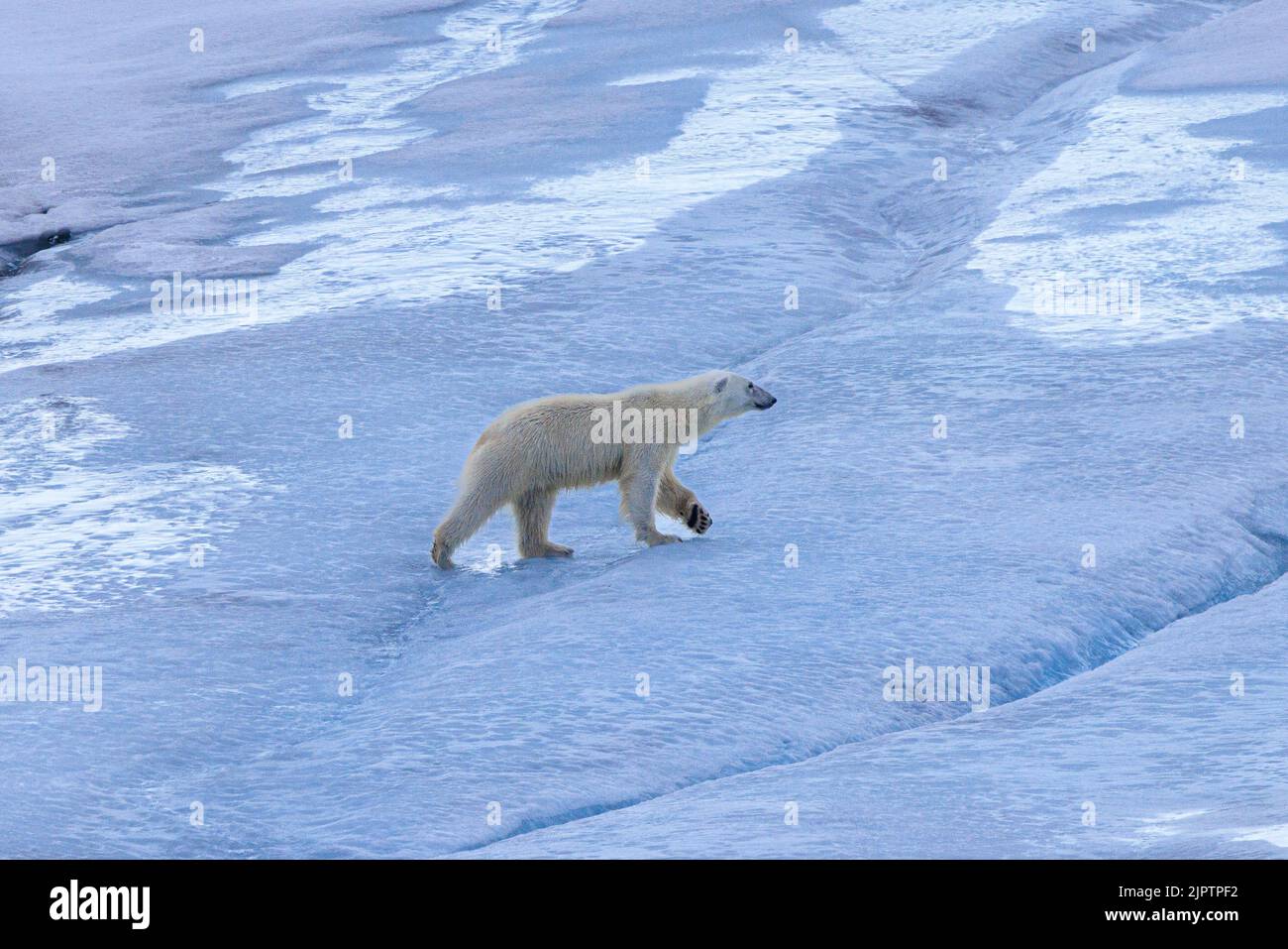 un orso polare si sregge intenzionalmente su un ghiacciaio ghiacciato innevato a andreeneset su kvitoya svalbard Foto Stock