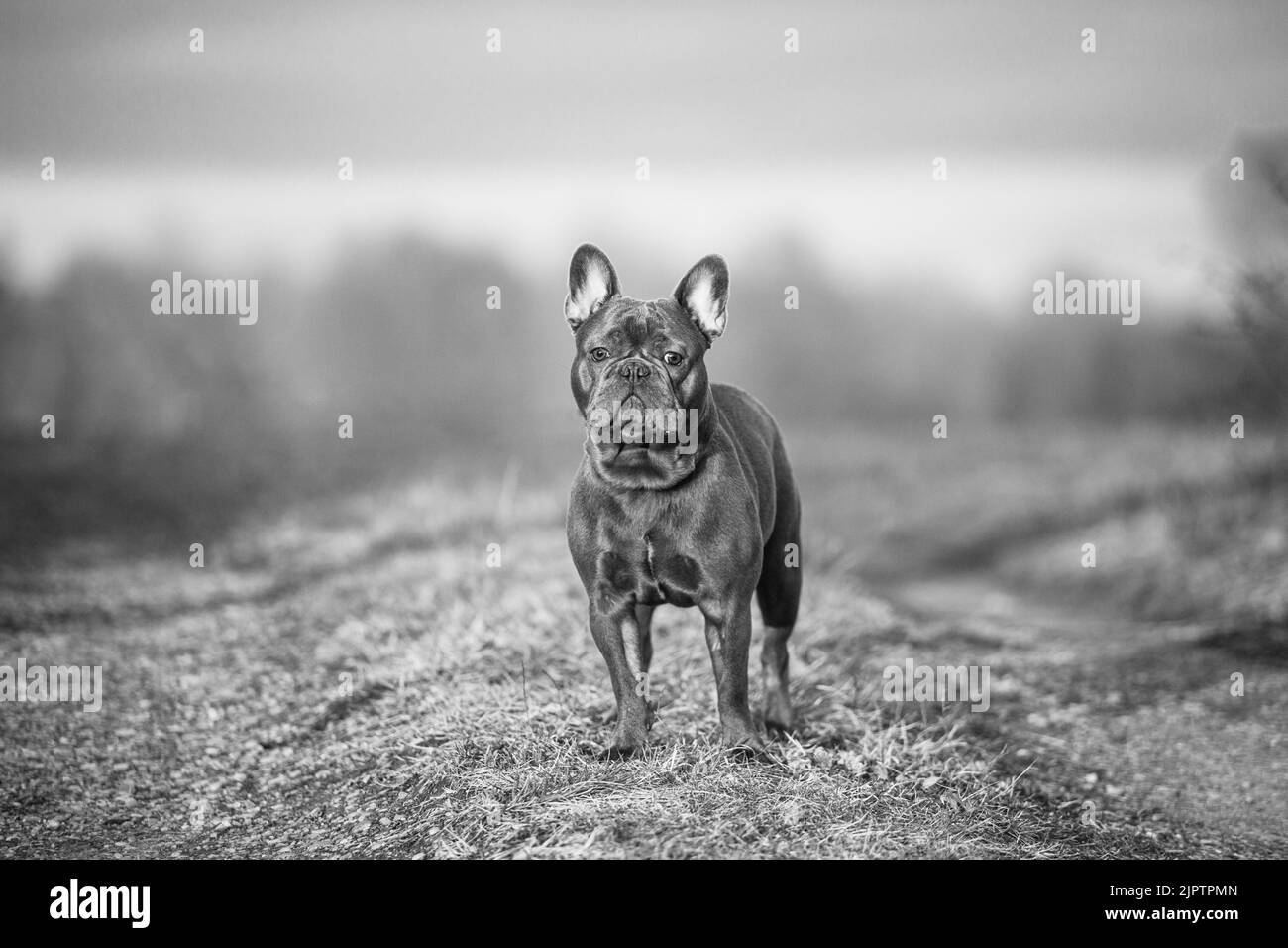 Un ritratto in bianco e nero dell'animale domestico francese del bulldog in piedi sulla terra Foto Stock