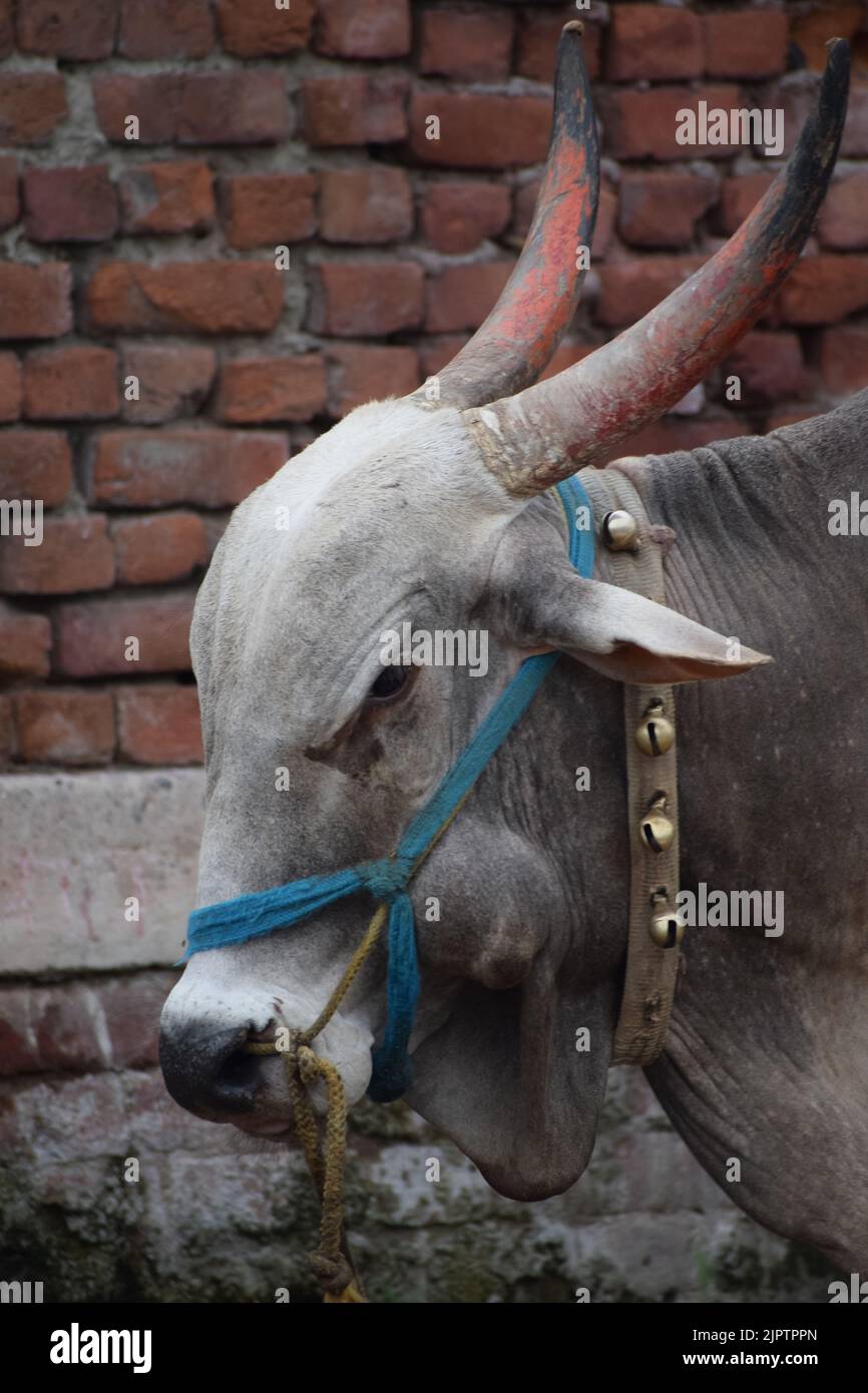 toro indiano con alcune decorazioni sul collo Foto Stock