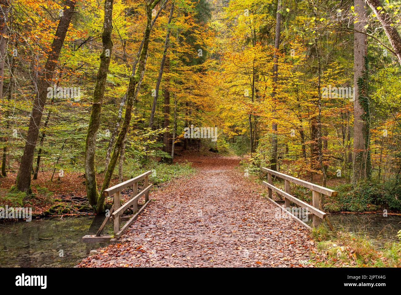 sentiero attraverso la foresta in autunno Foto Stock