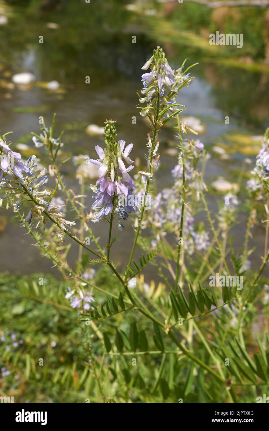 Galega officinalis in fiore Foto Stock