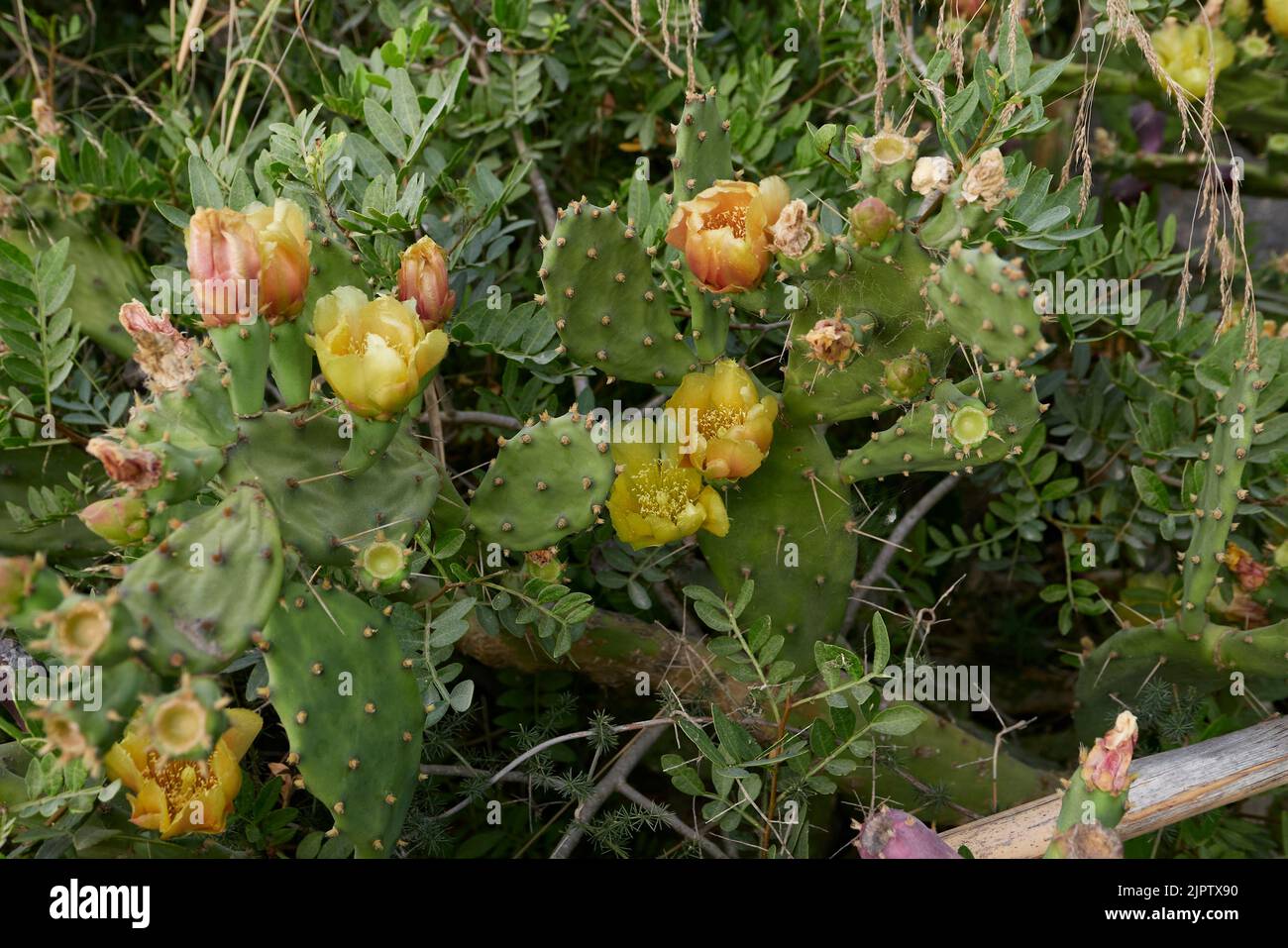 Opuntia stricta piante in fiore Foto Stock