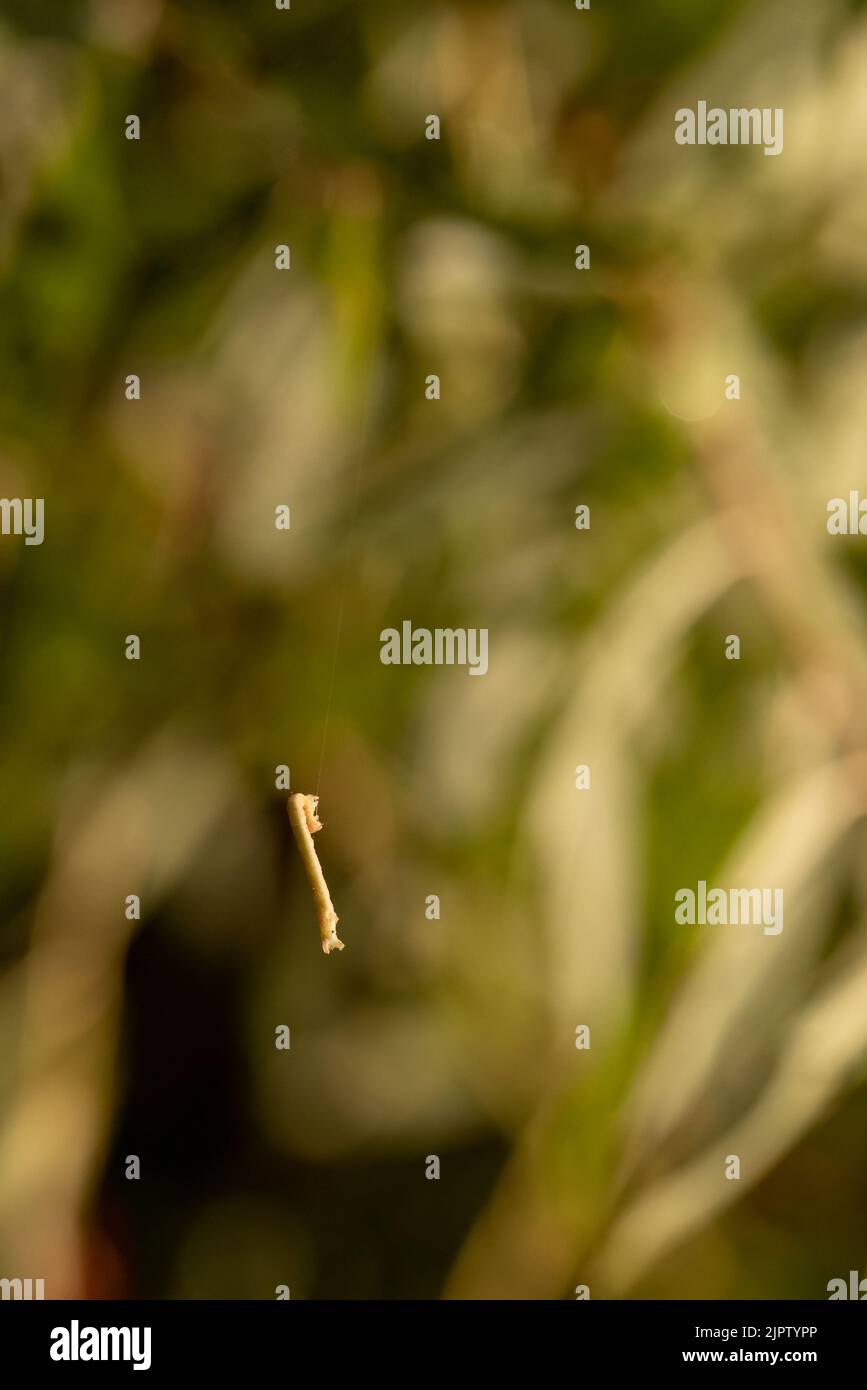 Geometro Moth caterpillar, Canyonlands National Park, Utah. Foto Stock