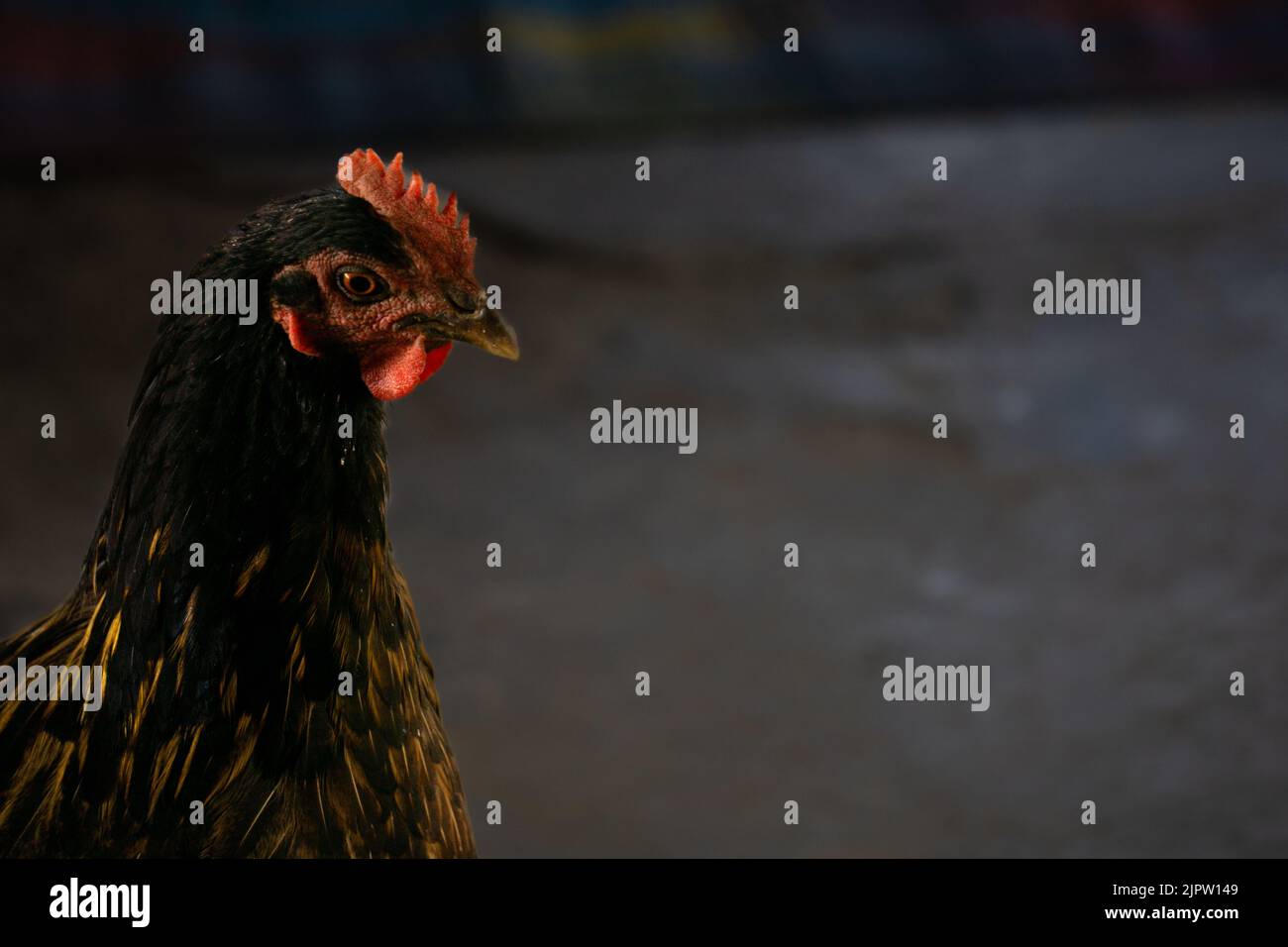 Immagine ravvicinata di un pollo di grandi dimensioni. Questi grandi galli possono essere visti nei villaggi e nelle colline del Bangladesh. Foto Stock