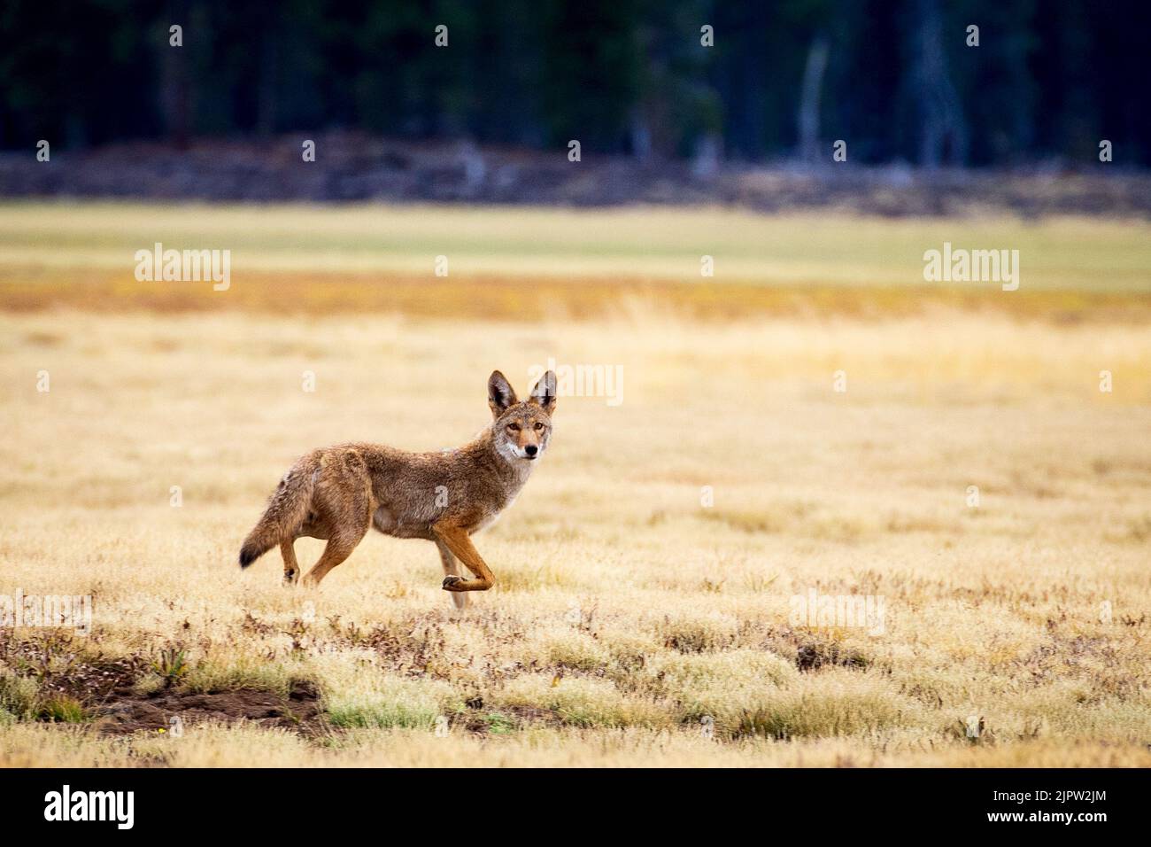 Coyote (Canis latrans) in un campo ampio guardando indietro verso la fotocamera. Fotografato al lago artificiale McCoy Flat - Lassen County, California, Stati Uniti. Foto Stock