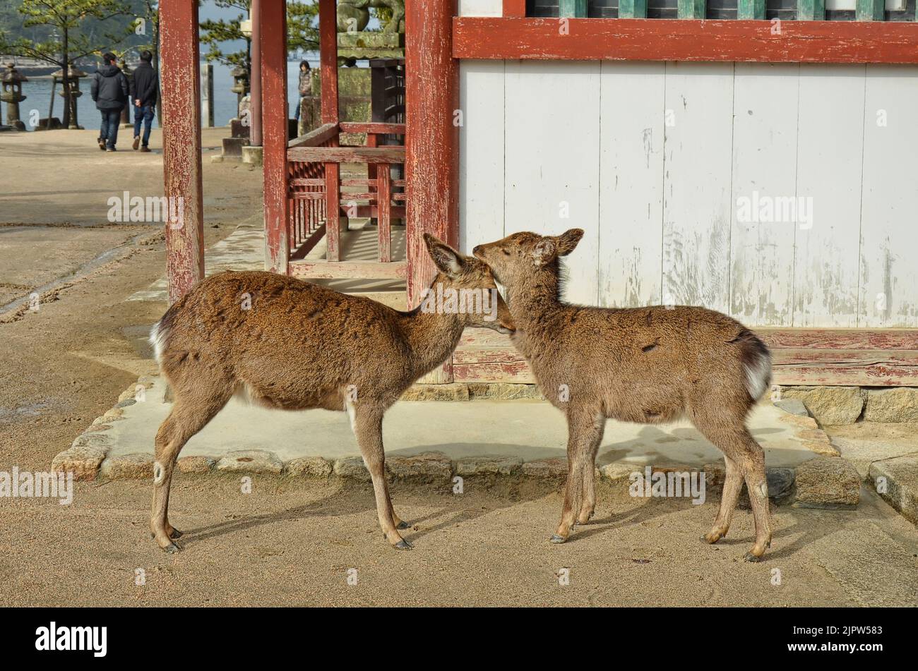 Il cervo sika (Cervus nippon) conosciuto anche come cervo giapponese. Isola di Itsukushima (Miyajima), prefettura di Hiroshima, Giappone. Foto Stock