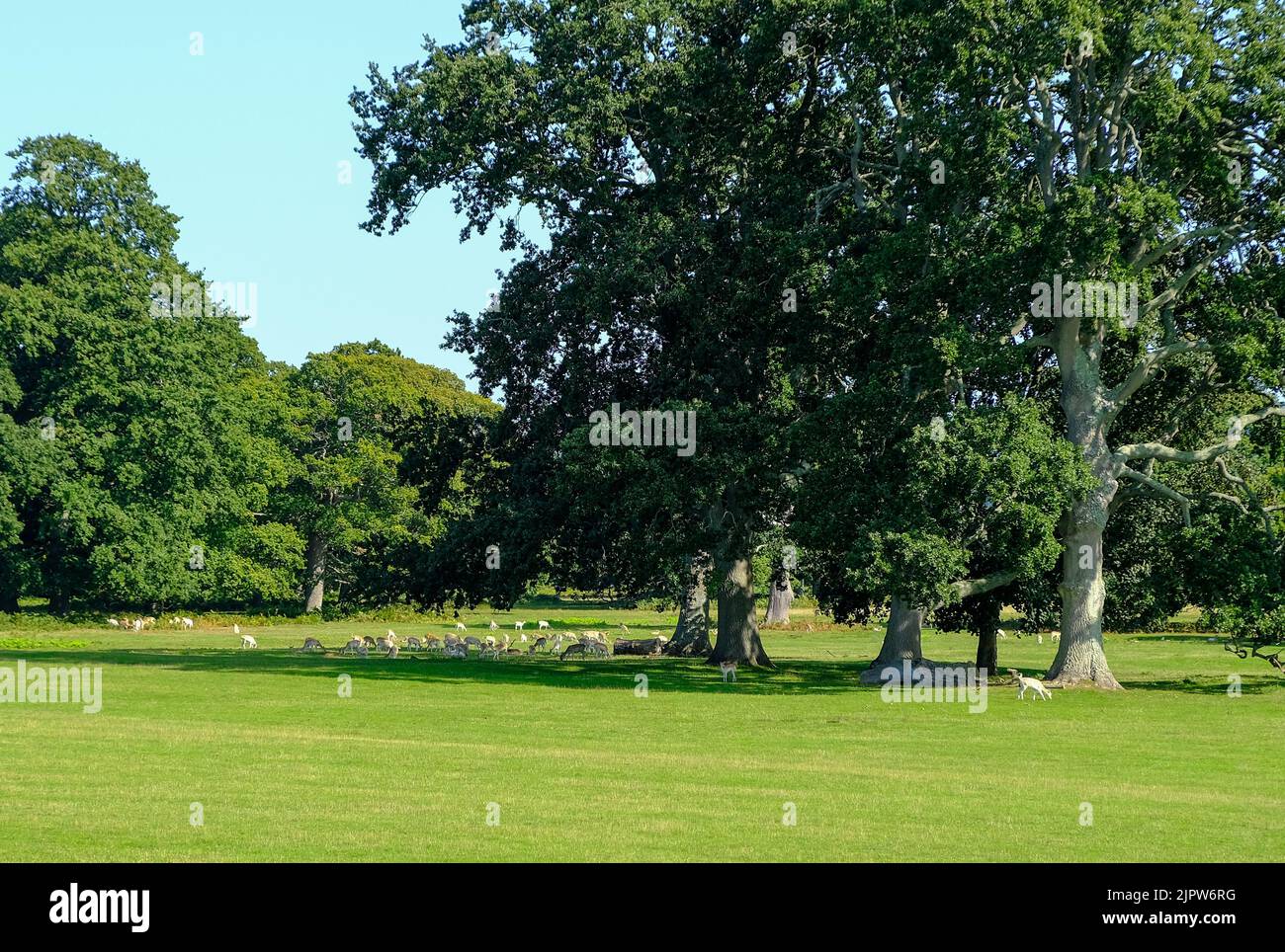 Grande mandria di daini (Dama dama) in un parco in Inghilterra, Regno Unito Foto Stock