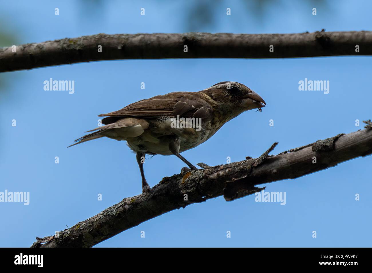 back illuminato piccola pinca con un insetto nel suo becco Foto Stock