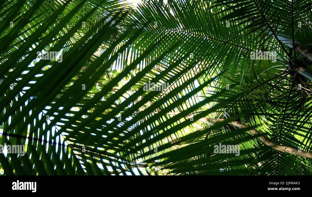 Folhas de palmito em floresta húmida tropicale Foto Stock