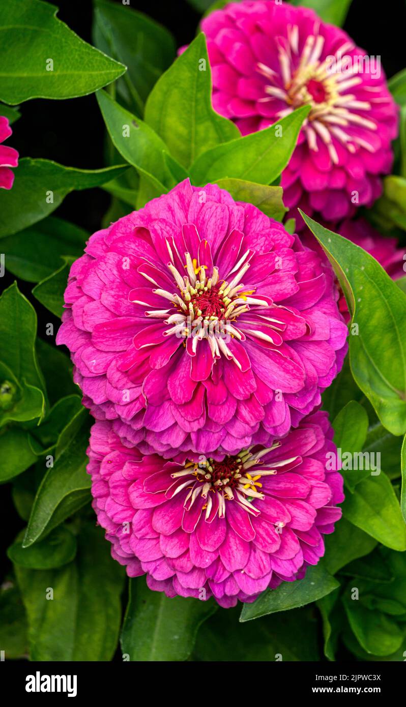 Fiori di zinnia rosa brillante fiorente su uno sfondo verde. Foto Stock