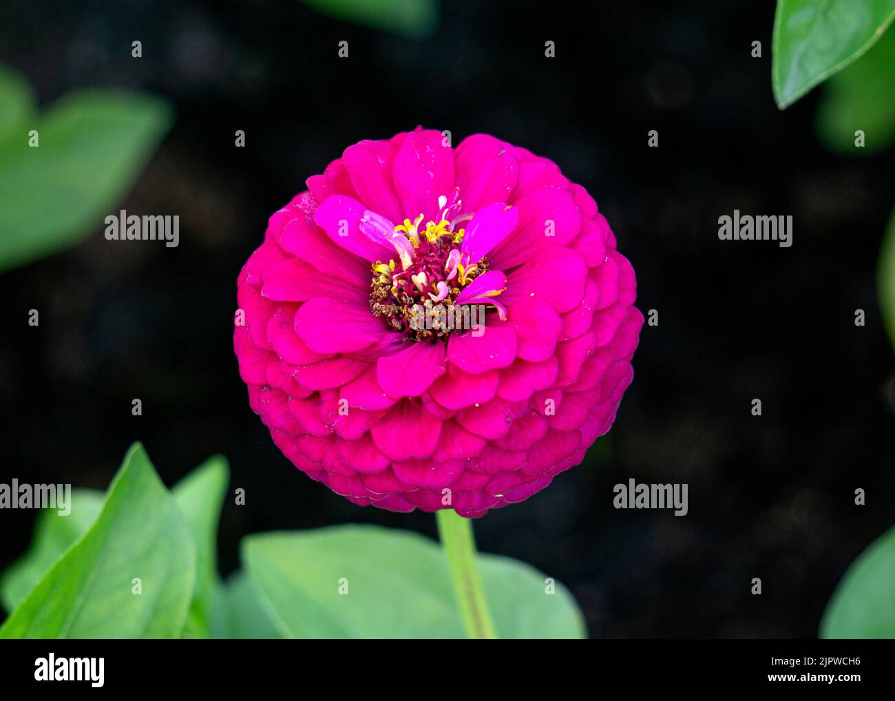 Fiore di zinnia rosa brillante su uno sfondo verde in estate. Foto Stock