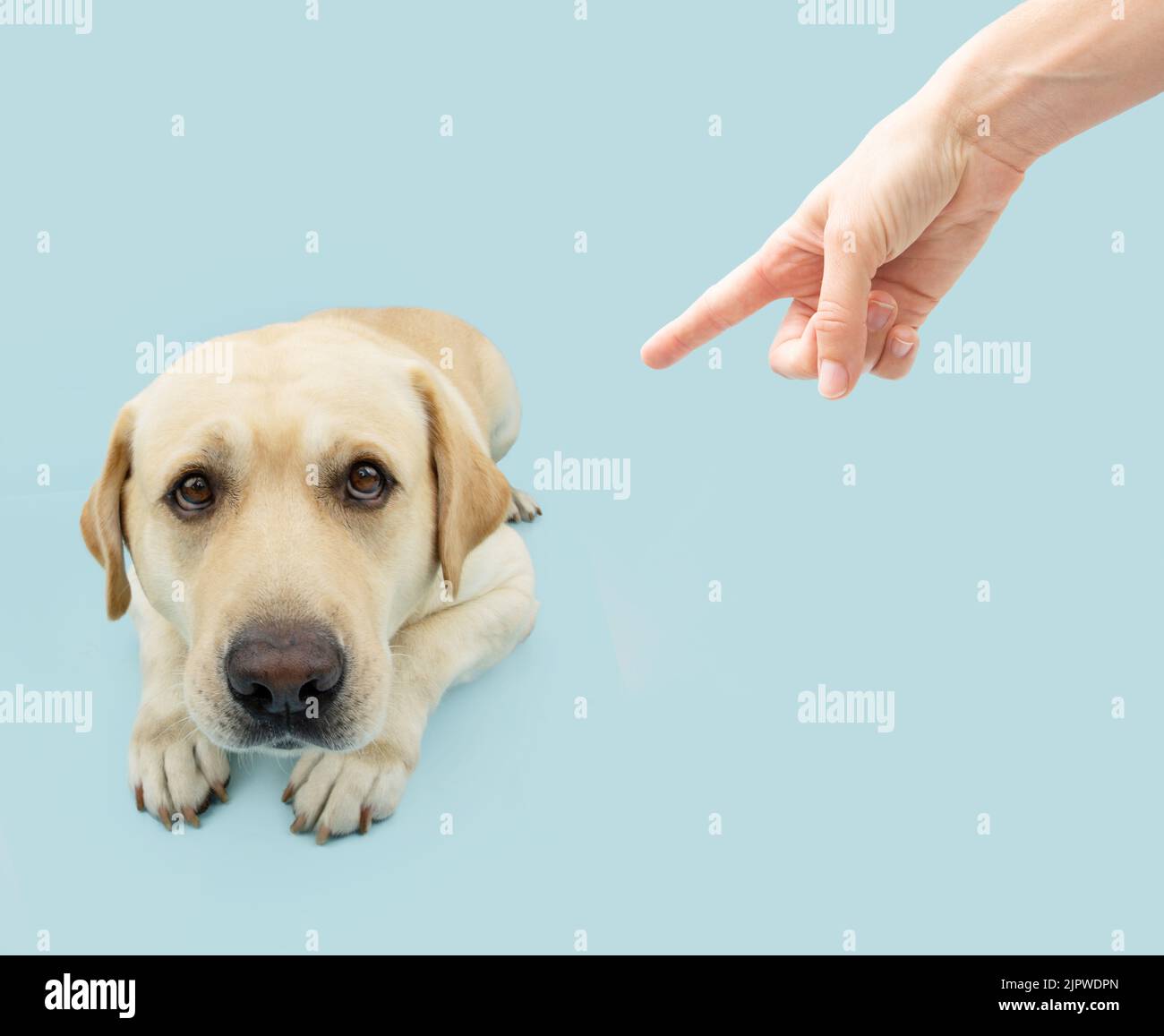 Labrador cane cucciolo cercando in su dandogli occhio di balena che è punito dal relativo proprietario con il puntatore del dito esso. Isolato su sfondo blu colorato. Foto Stock