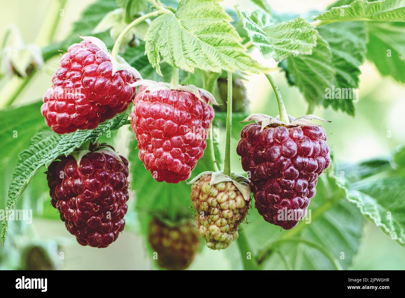 Lampone che cresce nel giardino, maturando lamponi sul ramo Foto Stock