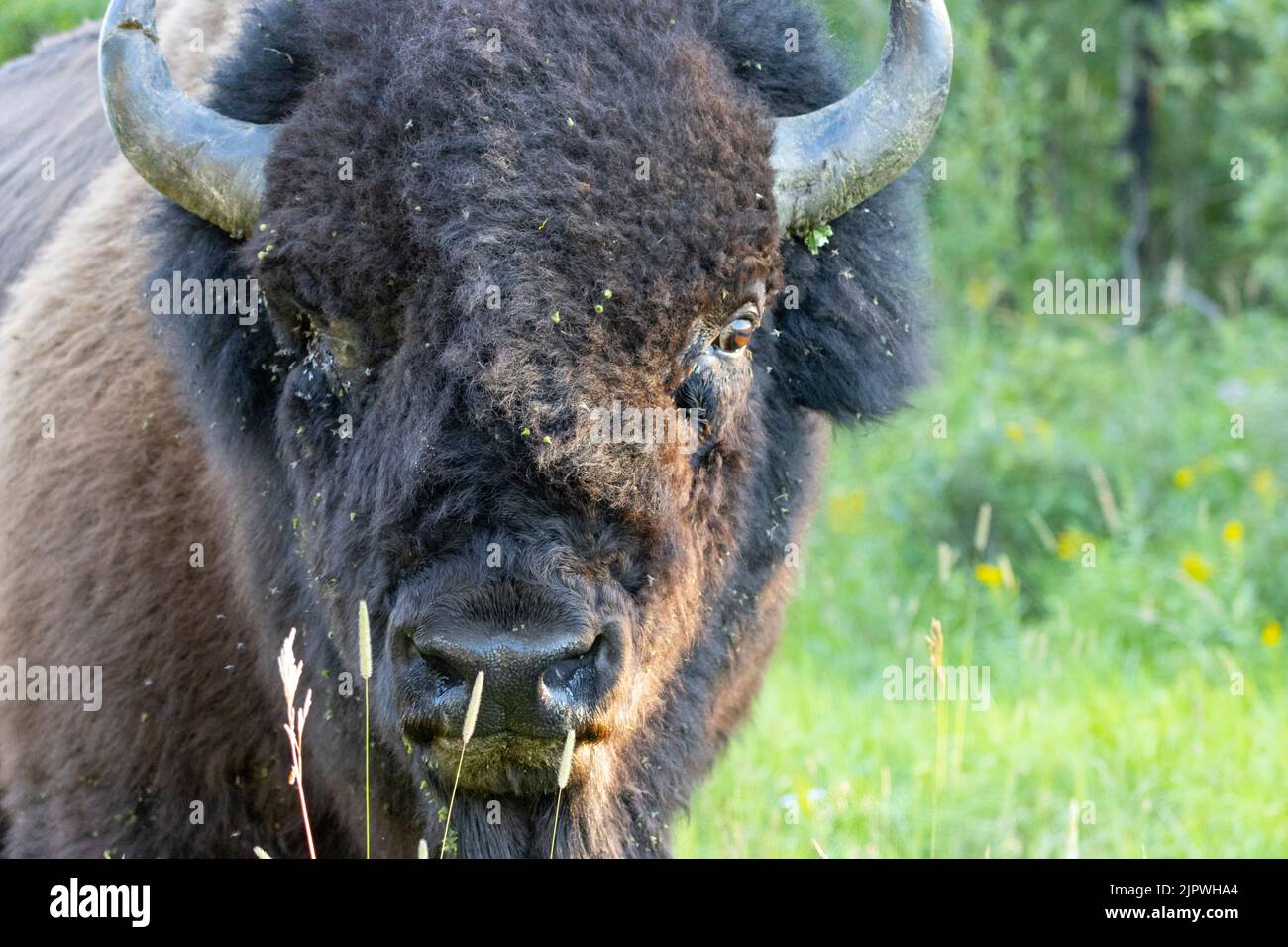primo piano del viso bisonte che guarda la telecamera con lesioni agli occhi Foto Stock