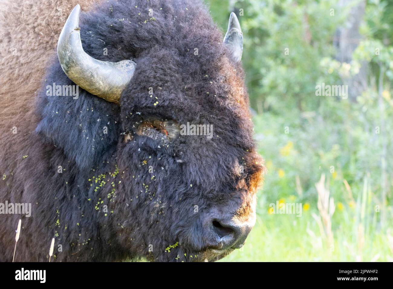 bisonte selvatico ferito con occhio mancante Foto Stock