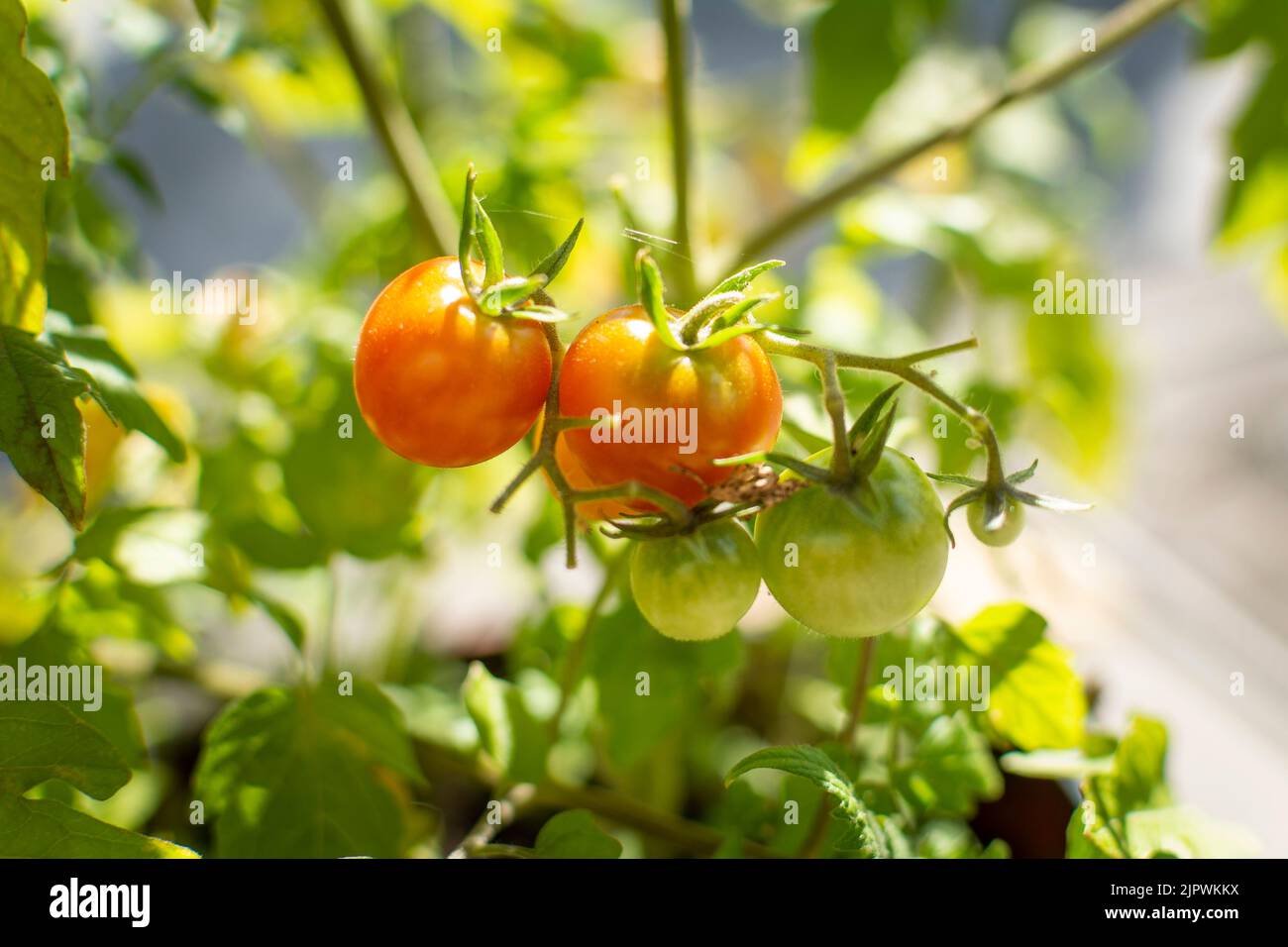 Piccoli pomodori cocktail sul cespuglio. Foto Stock