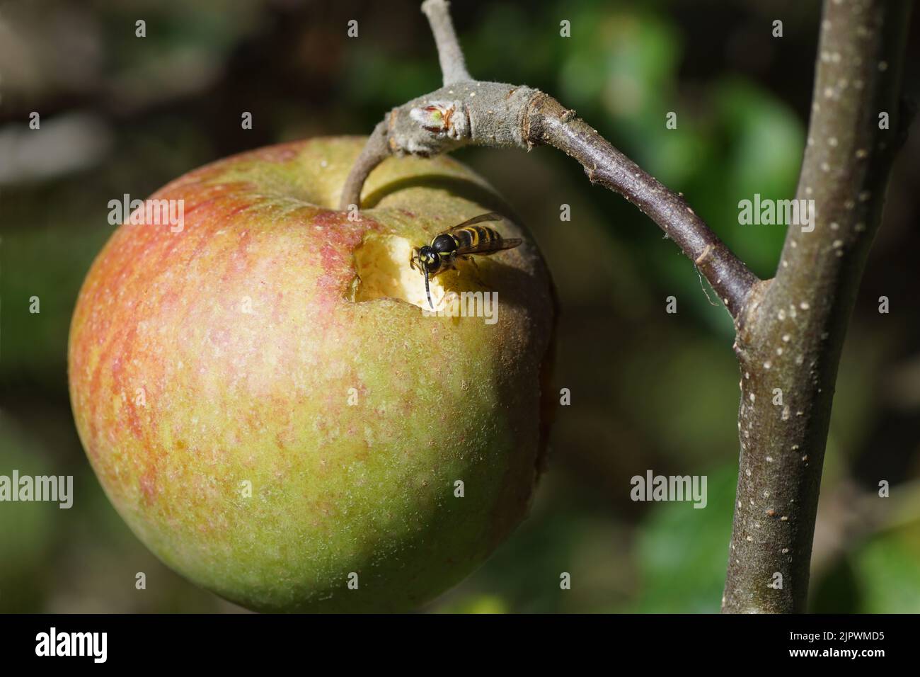 Primo piano mela marciume con am mangiare comune vespa (Vespula vulgaris), famiglia Vespidae. Estate, giardino olandese Foto Stock