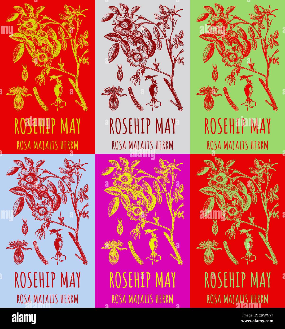 Insieme di disegni vettoriali di una rosa selvatica, ROSEHIP PUÒ in vari colori. Illustrazione disegnata a mano. Nome latino ROSA MAJALIS HERRM. Illustrazione Vettoriale