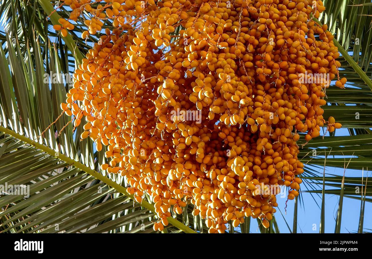Mazzo di date gialle su un albero in Oman Foto Stock