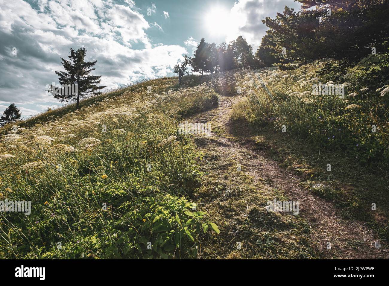 Sentiero curvo sulla collina con luce solare. Splendido scenario per escursioni nella valle del Soca, Slovenia Foto Stock