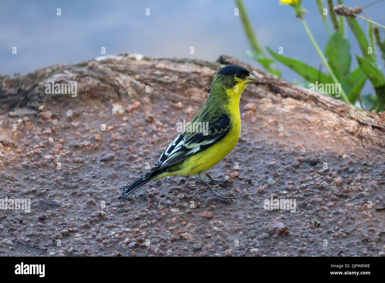 Maschio minore goldfinch o Carduelis psaltria in piedi sulla riva del Lago Green Valley a Payson, Arizona. Foto Stock