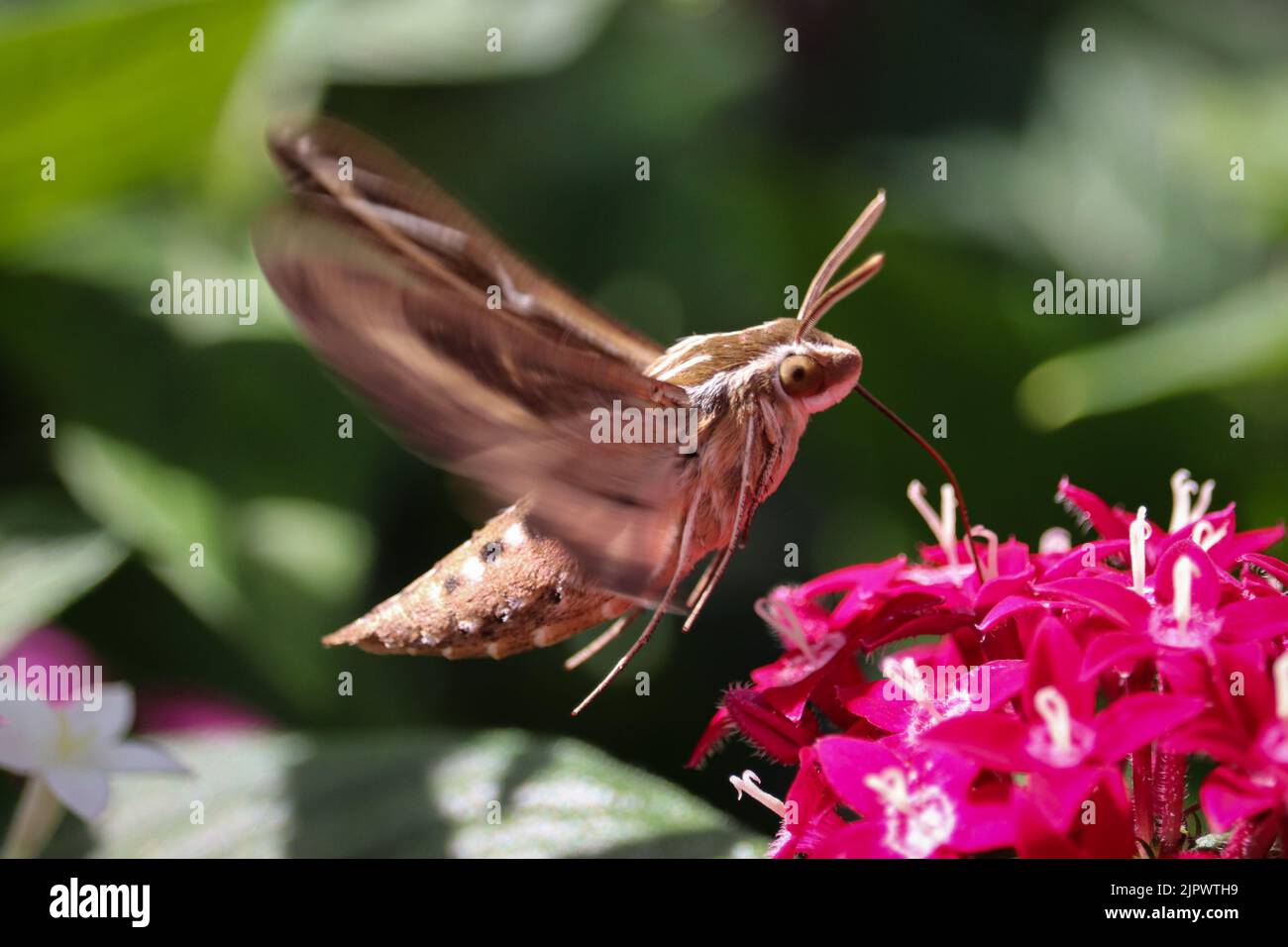 Bianco-foderato di stenosi o Hyles lineata che si nutrono di fiori di pentas rosa al deposito domestico a Payson, Arizona. Foto Stock