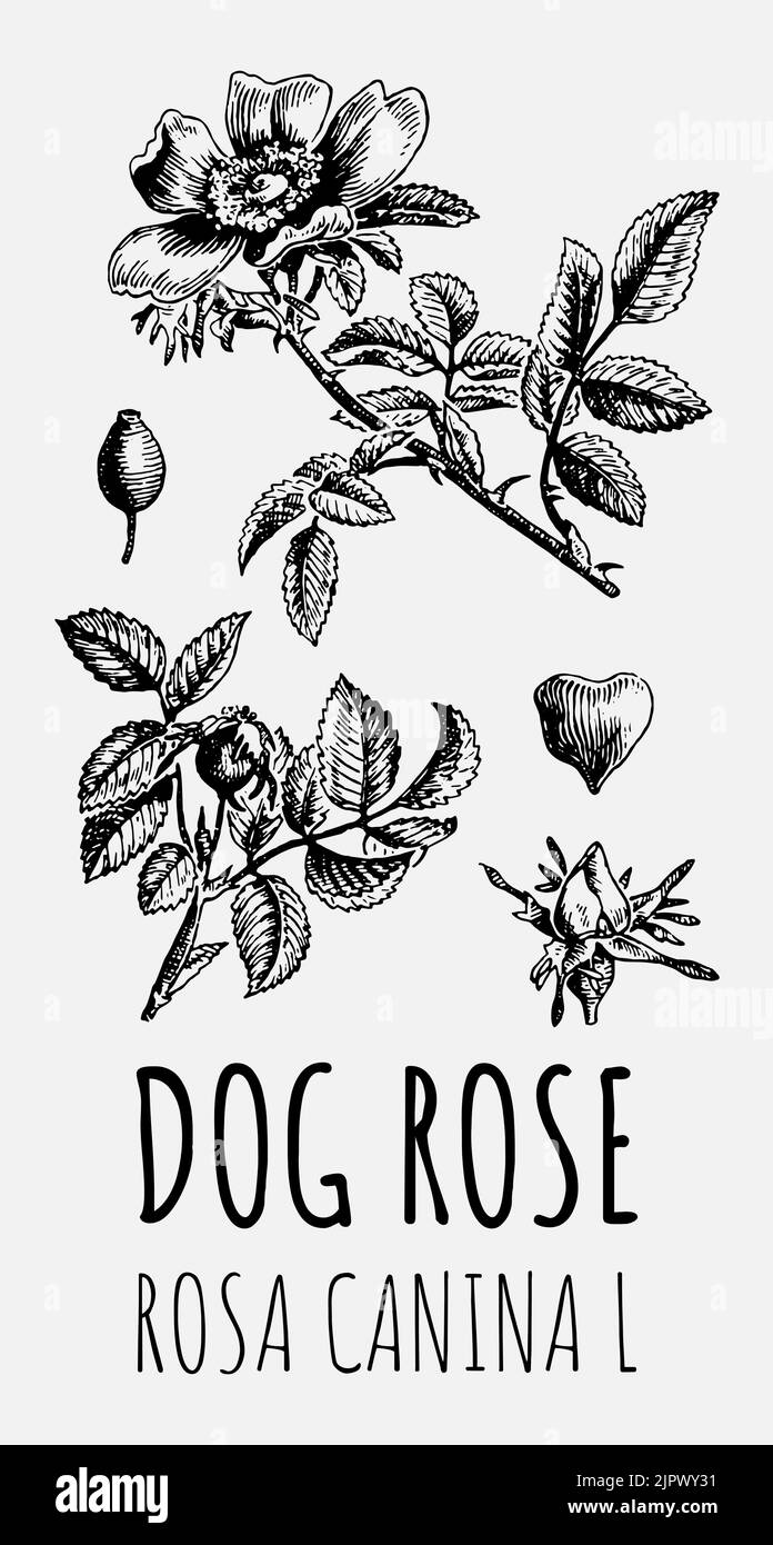 Vettore disegno cane fianchi rosa. Illustrazione disegnata a mano. Nome latino ROSA CANINA L. Illustrazione Vettoriale