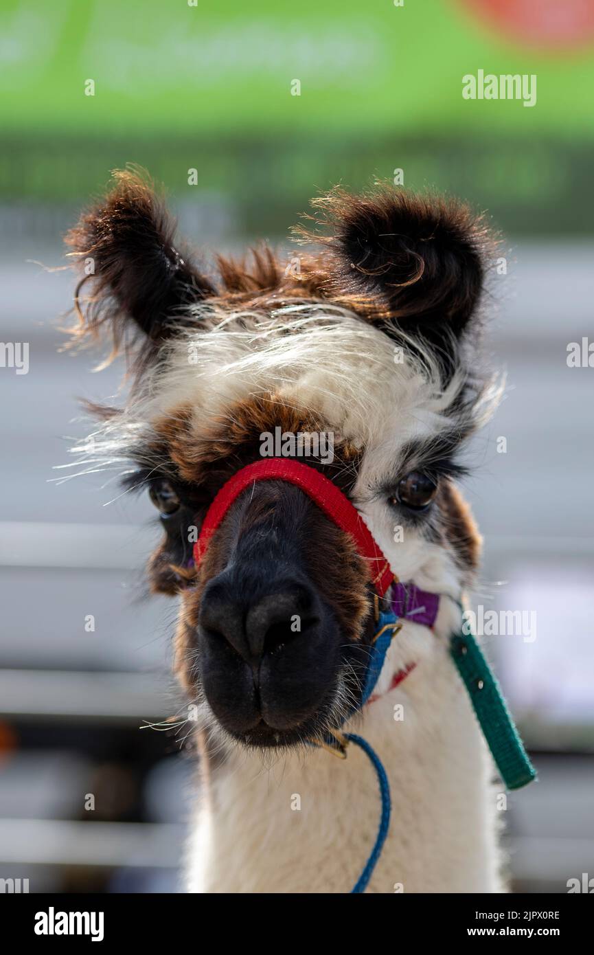alpaca che indossa una molva in mostra ad una riunione agricola, animali, animali da fattoria, alpaca, isola di wight, banda di naso rossa su alpaca, harnes animale. Foto Stock