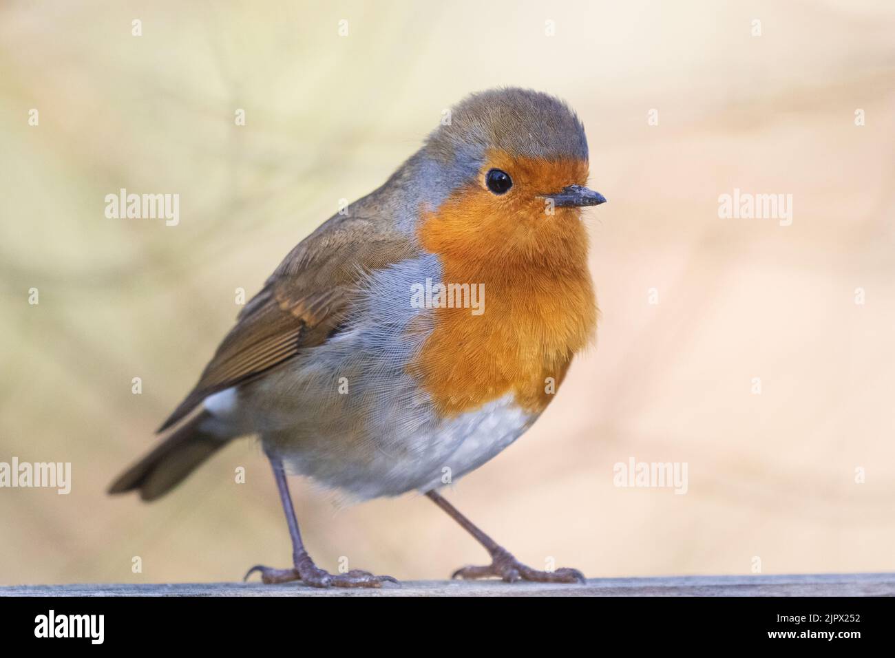 Robin (Erithacus rubecula) Foto Stock