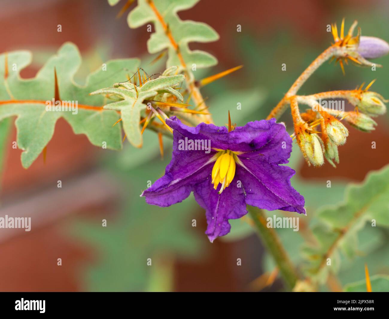 Fiore viola-blu e fogliame glaudo adornato con spine arancioni del pomodoro di porcupina semi-duro, Solanum pyracantum Foto Stock