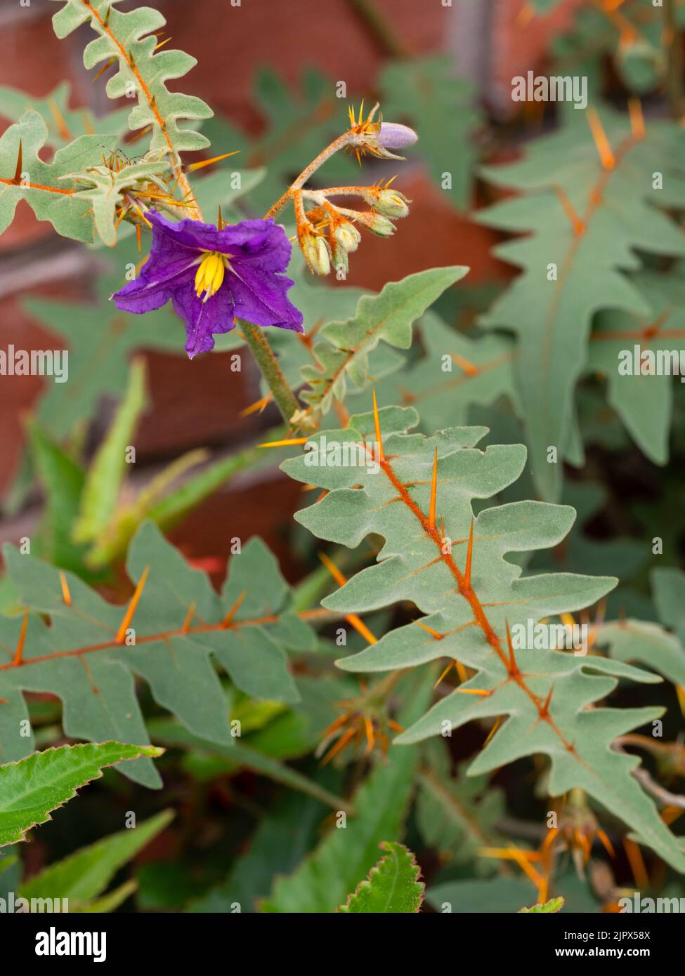 Fiore viola-blu e fogliame glaudo adornato con spine arancioni del pomodoro di porcupina semi-duro, Solanum pyracantum Foto Stock
