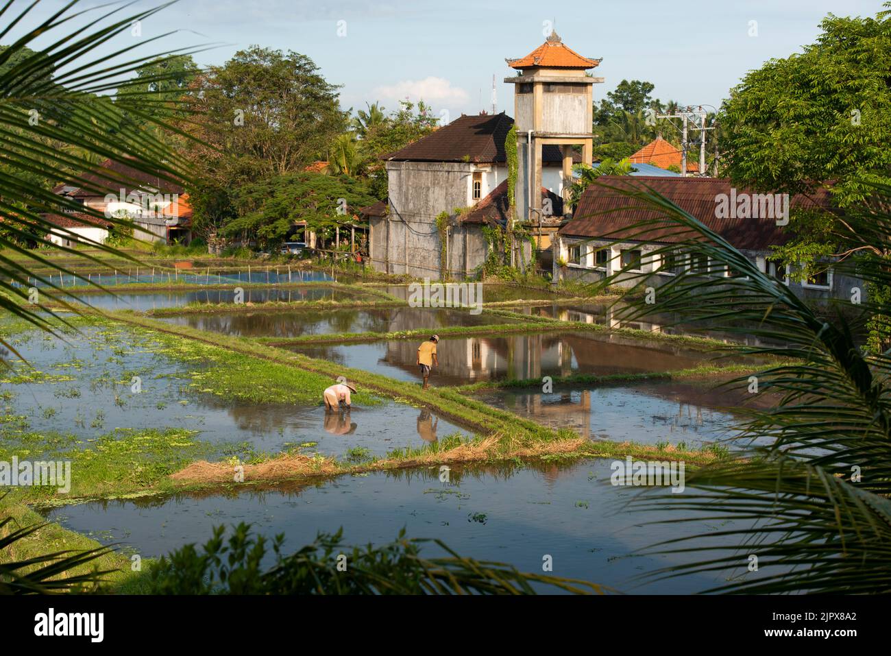 Il paesaggio delle risaie. Coltivatori di riso che lavorano nelle risaie nel centro di Ubud. L'isola di Bali in indonesia nel sud-est asiatico. Foto Stock