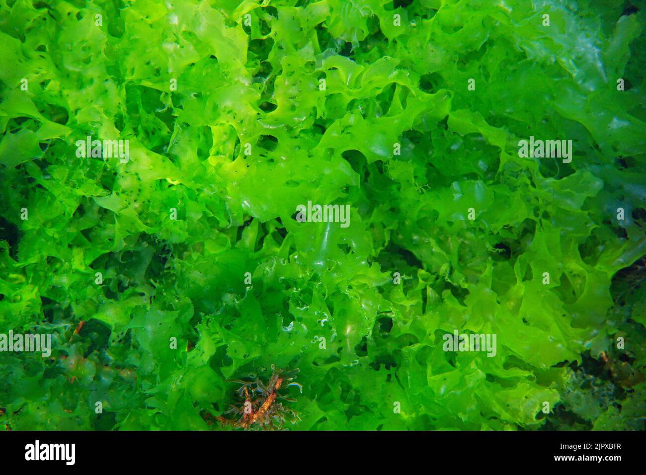 Lattuga marina Ulva lattecca alghe verdi commestibili, sott'acqua nell'oceano Atlantico, Spagna Foto Stock