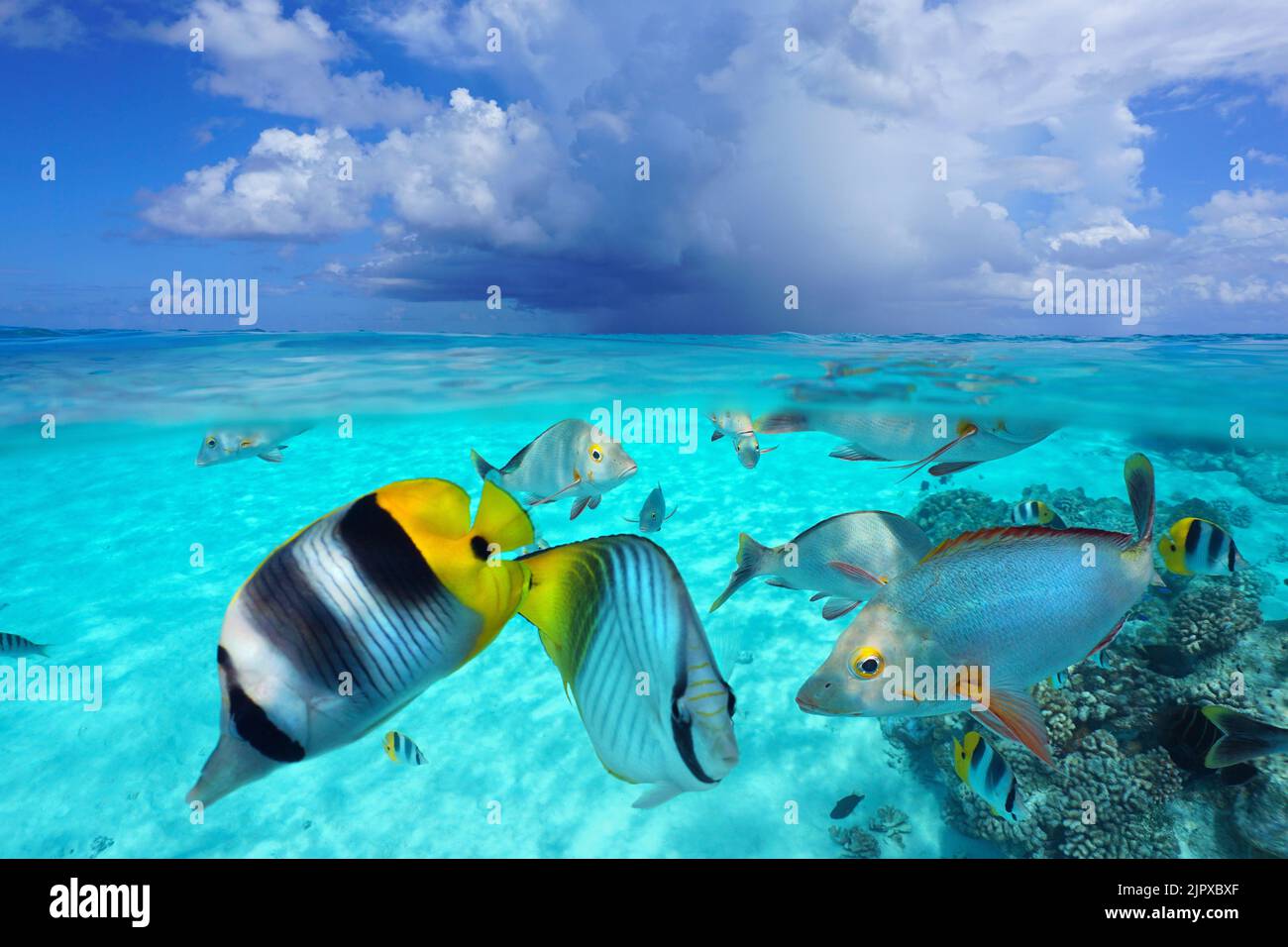 Pesci tropicali nell'oceano e nel cielo con nuvole, mare dalla superficie dell'acqua, vista a livello diviso e subacquea, Pacifico meridionale, Polinesia francese Foto Stock