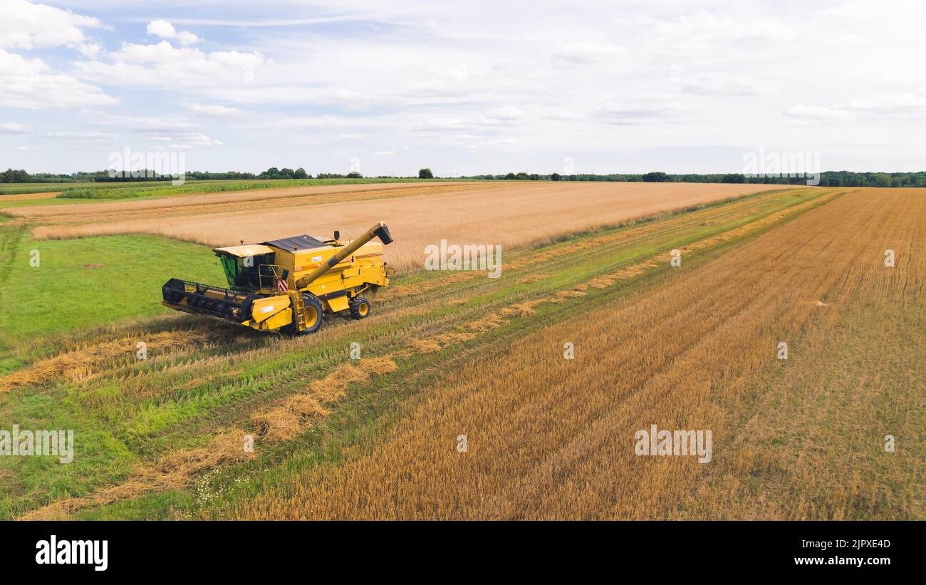 Una mietitrebbia gialla in un campo di grano grande. Agricoltura che raccoglie stagione di raccolto. Vista aerea dal drone. Foto di alta qualità Foto Stock