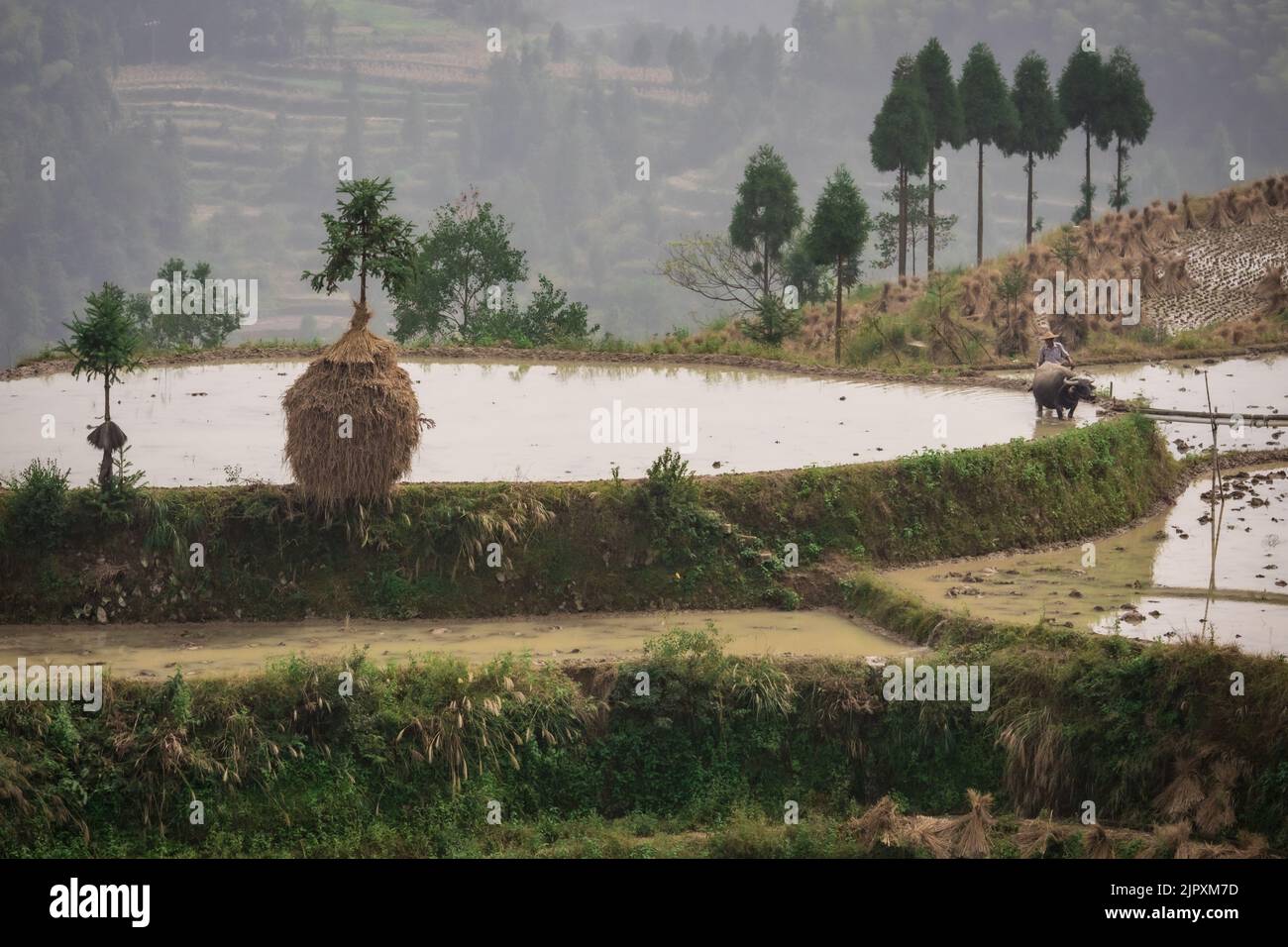 Lavoratore di campo cinese in risaie terrazzate in Cina Foto Stock