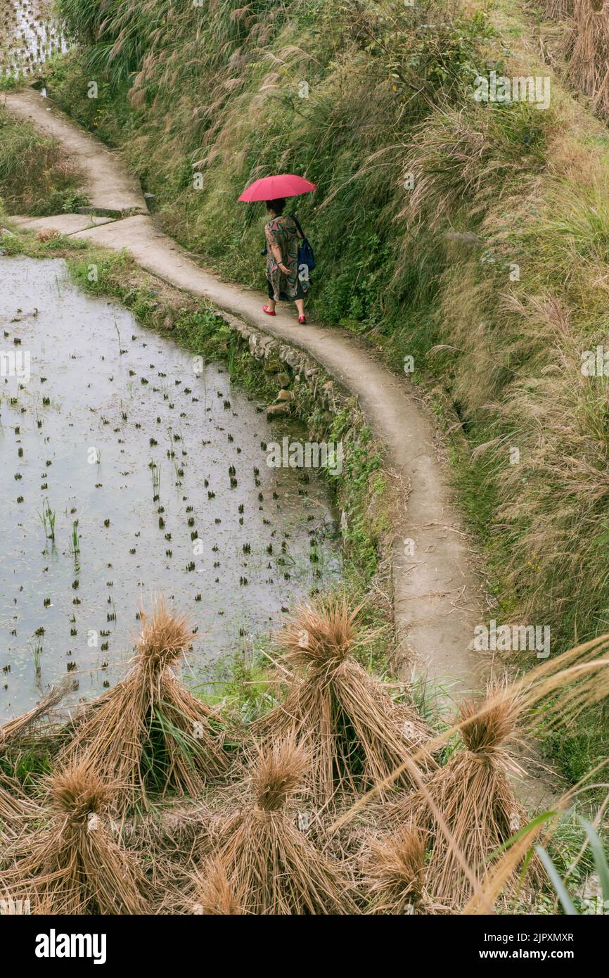 Donna cinese con ombrello rosso passeggiate sentiero in risaie terrazzate Foto Stock