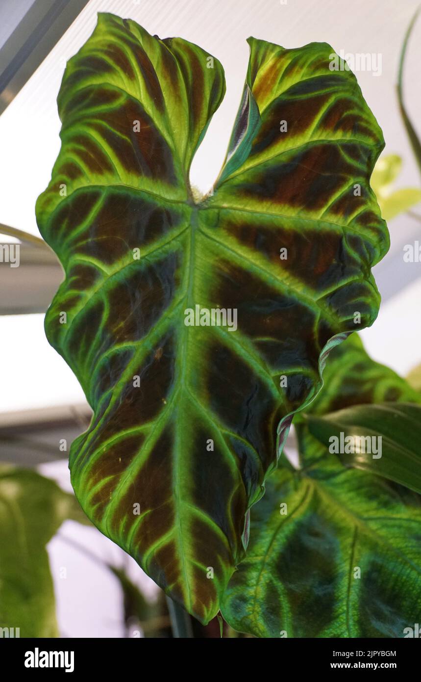 Belle foglie verdi di Philodendron verrucosum, una popolare pianta domestica Foto Stock
