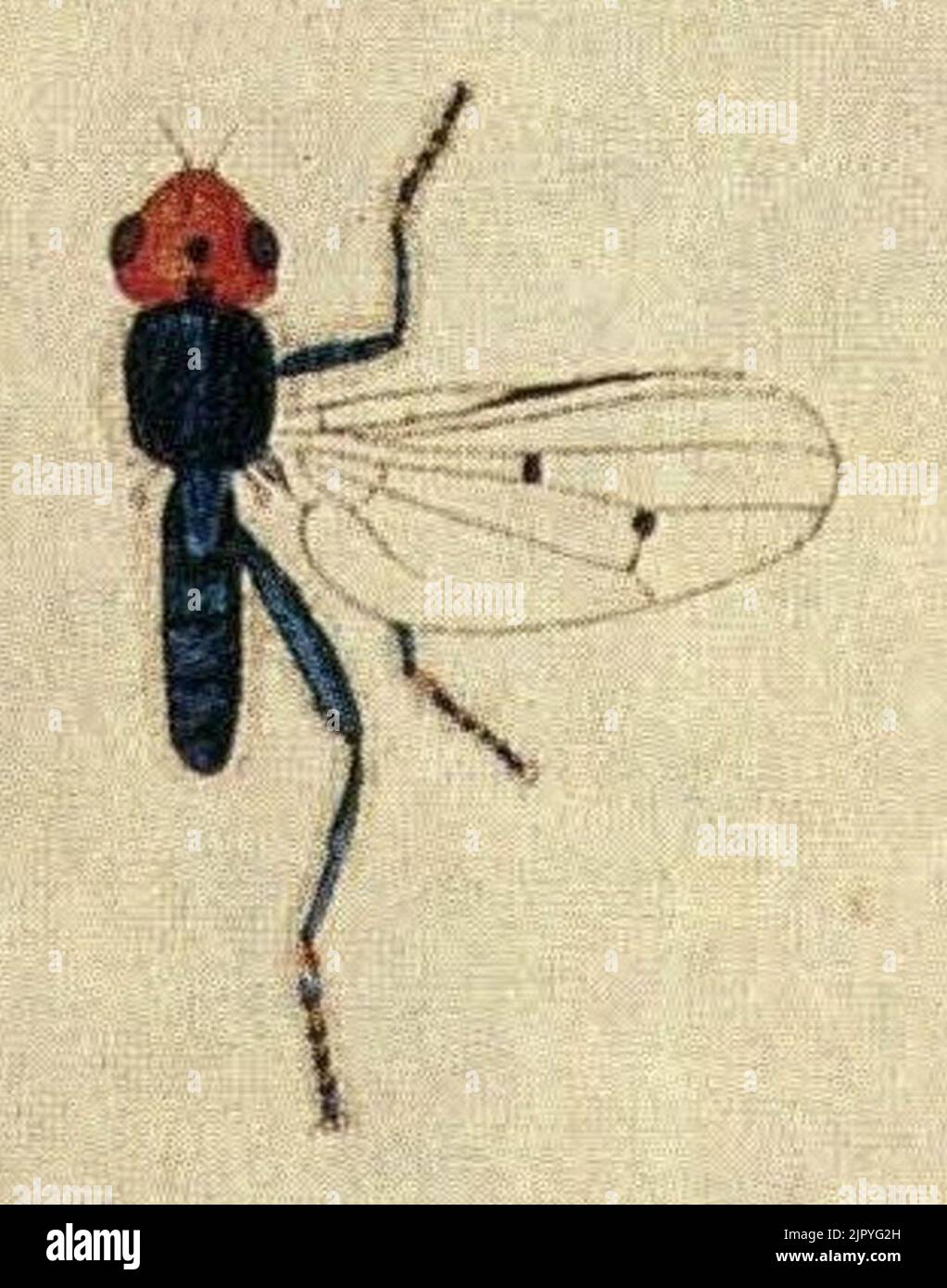 Thyreophora cynophila - maschio (Johann Wilhelm Meigen, 1790) Foto Stock