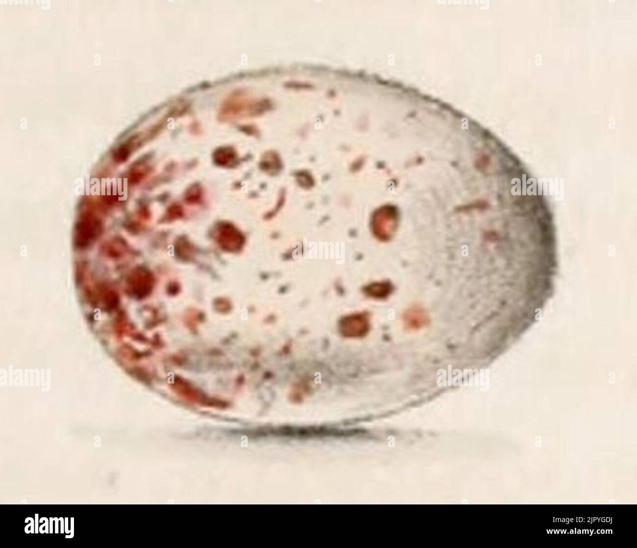 Tiaris bicolor uovo 1859 Foto Stock