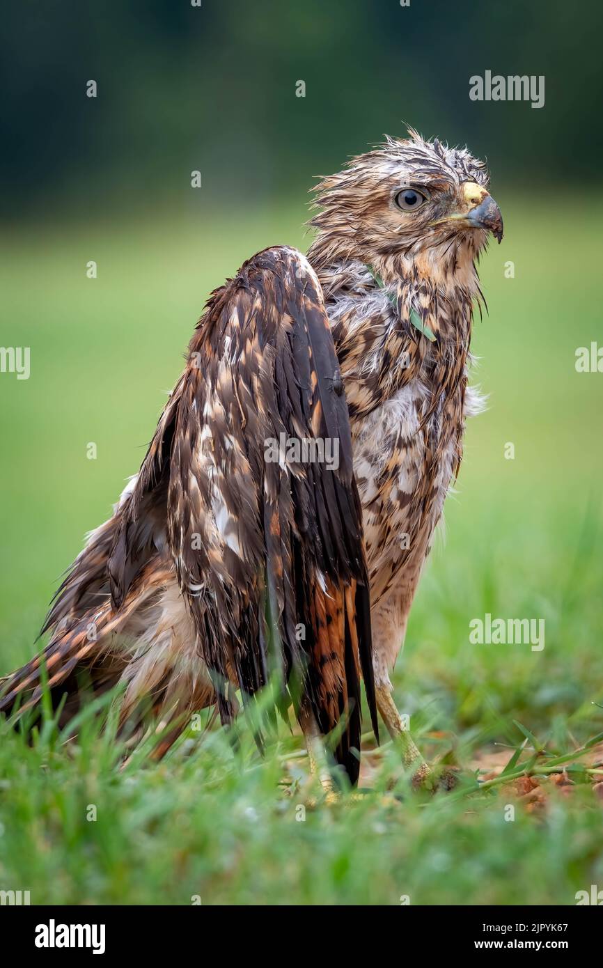Un falco rosso ferito (Buteo lineatus) che ha bisogno di riabilitazione. Raleigh, North Carolina Foto Stock