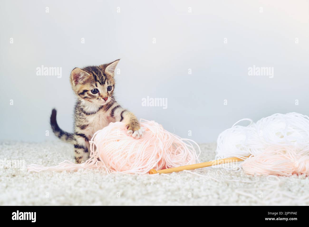 Io ti sconfiggerò, tu mostro lanoso. Studio shot di un adorabile gattino da tavolo che gioca con una palla di muro. Foto Stock