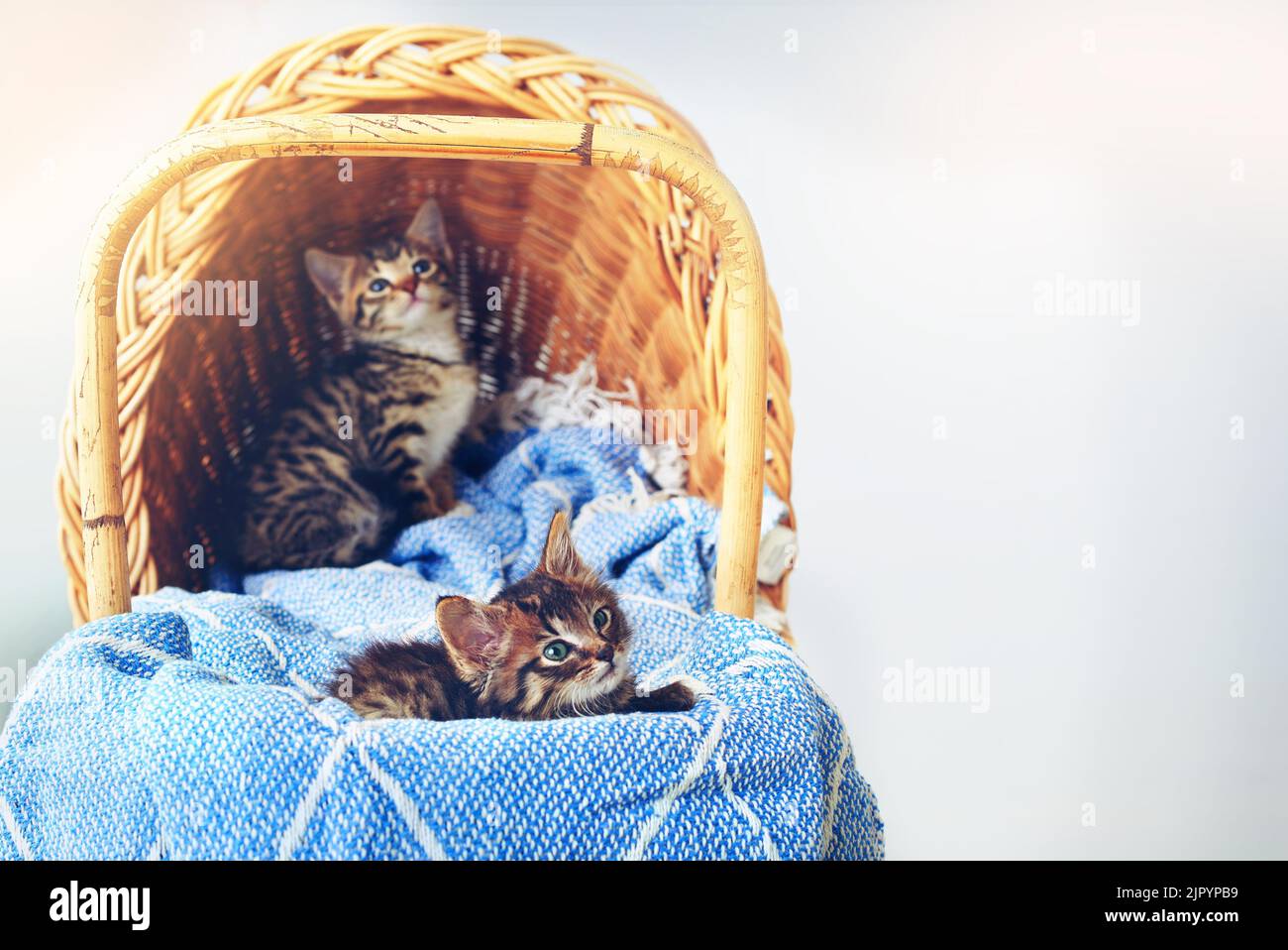 Chi può resistere a tutto questo taglio. Studio shot di un adorabile gattino da tabby seduto su una morbida coperta in un cesto. Foto Stock