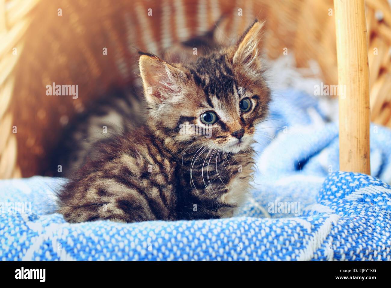 Mettere in attesa le chiamate. Ho avuto un po' di relax da fare. Un adorabile gattino da tavola seduto su una morbida coperta in un cesto. Foto Stock