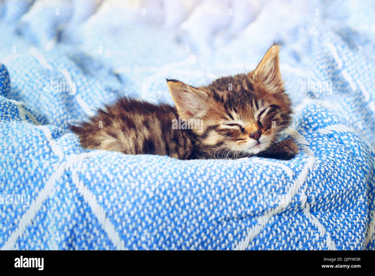 Questo momento non ha potuto ottenere più purrfect. Studio shot di un adorabile gattino da tabby seduto su una morbida coperta. Foto Stock