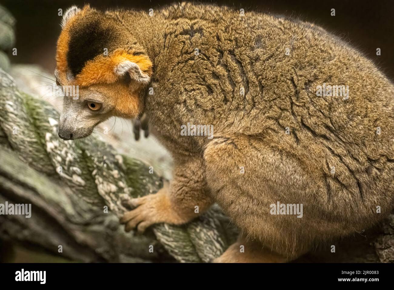 Lemur incoronato maschio (Eulemur coronatus) dal Madagascar, un paese dell'isola al largo della costa dell'Africa sudorientale, allo Zoo Atlanta di Atlanta, Georgia. (USA) Foto Stock