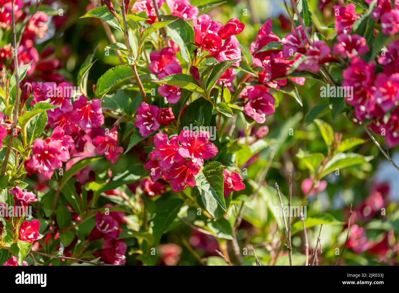 Un primo piano di weigela florida (bristol rubino) fiori Foto Stock