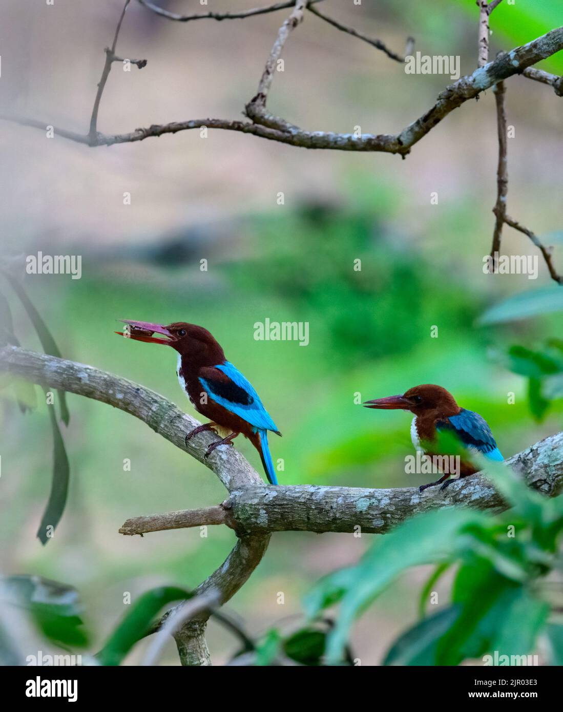 Osserva la grazia impavida dei pescatori indiani che conquistano la caccia, catturando l'emozionante spettacolo della natura Foto Stock