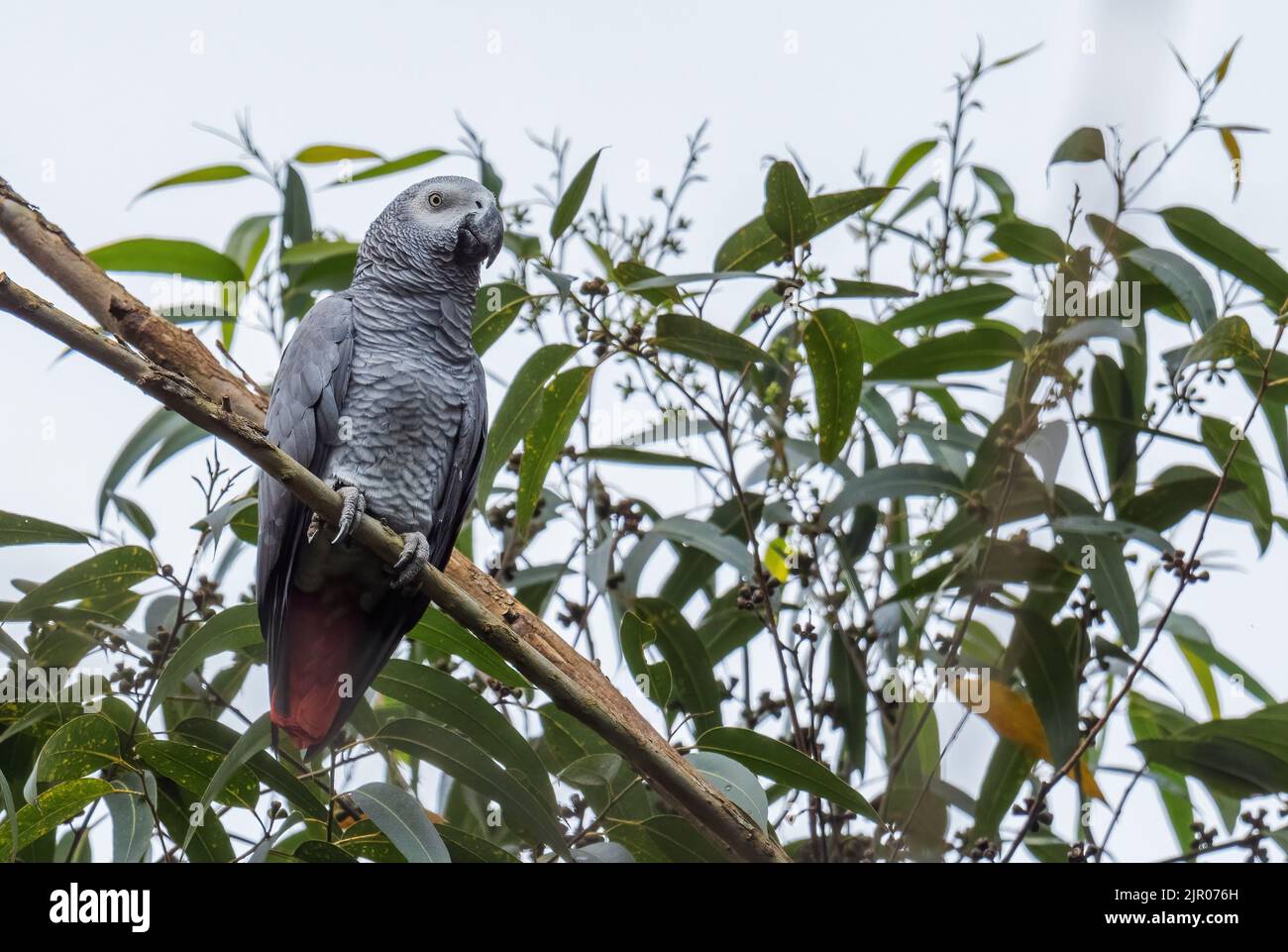 Pappagallo grigio africano - Psittacus erithacus, pappagallo grande bello dalle foreste e dai boschi dell'Africa centrale, animale domestico popolare, Uganda. Foto Stock