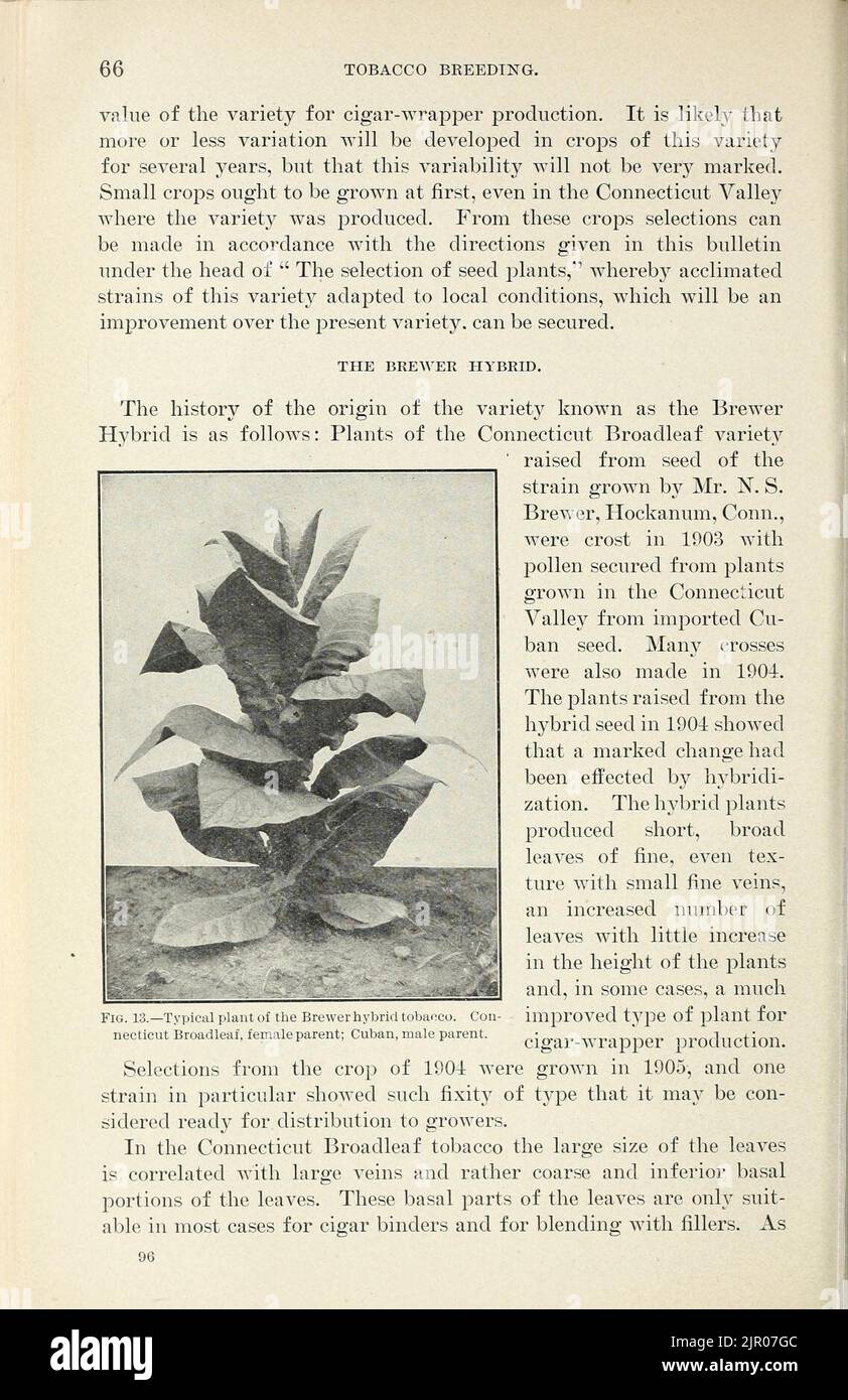 Allevamento di tabacco (pagina 66) Foto Stock